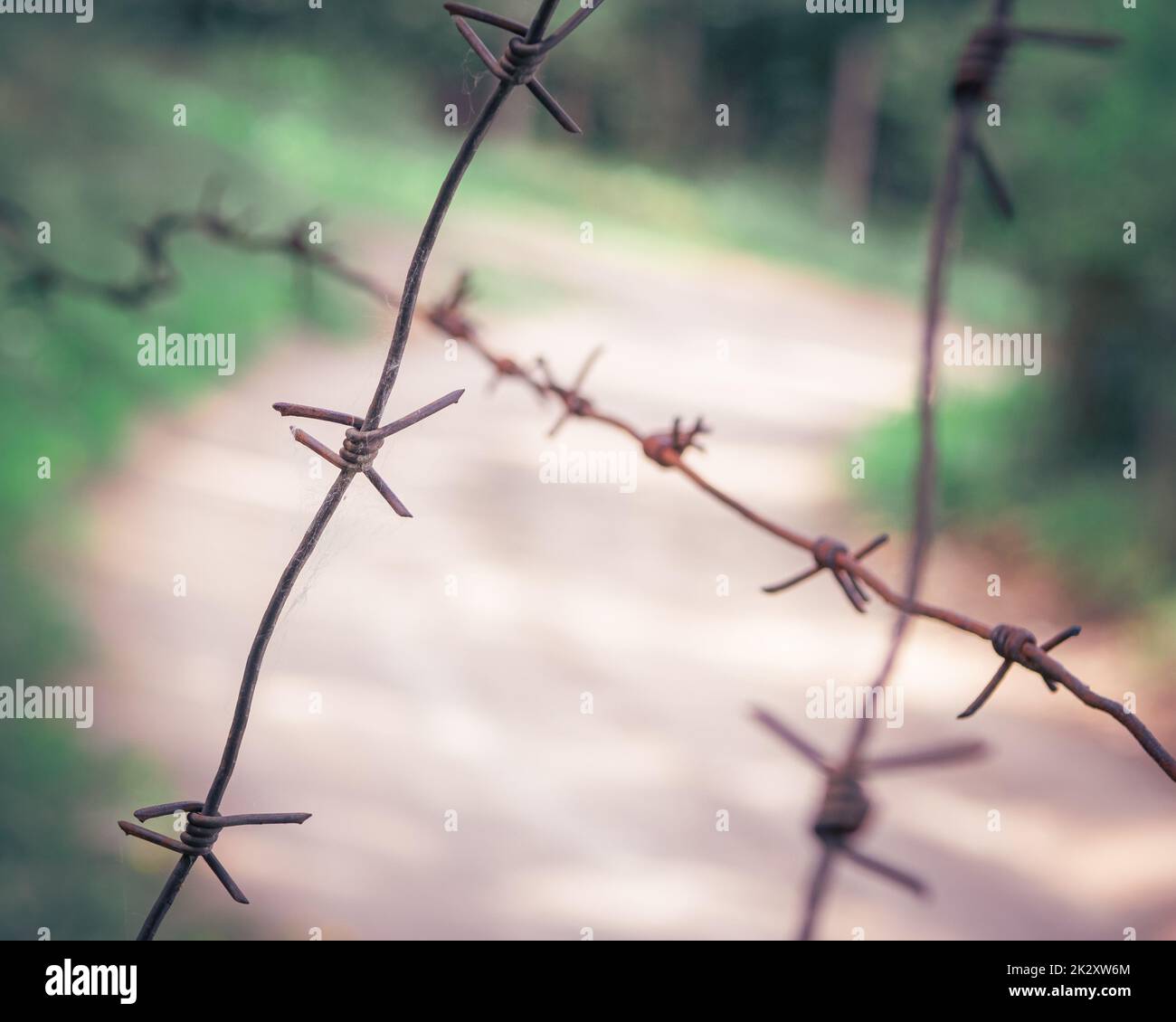 A barbed wire steel close up with green background Stock Photo - Alamy