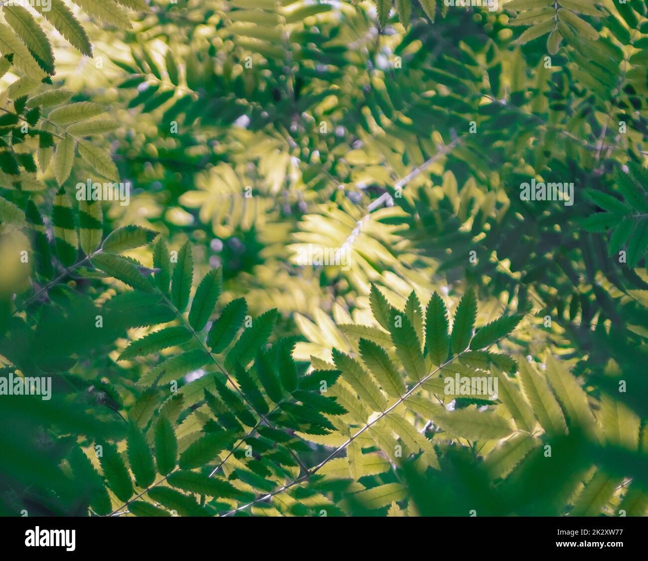 a sorbaria sorbifolia natural abstrat background forest Stock Photo
