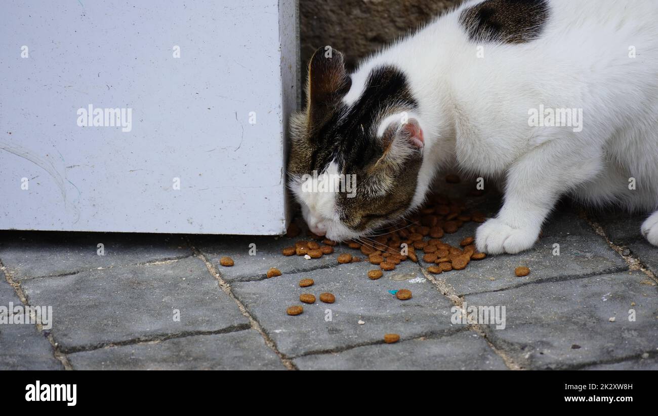 Feeding Stray Cats. Black and white cat eating dry cat food Stock Photo