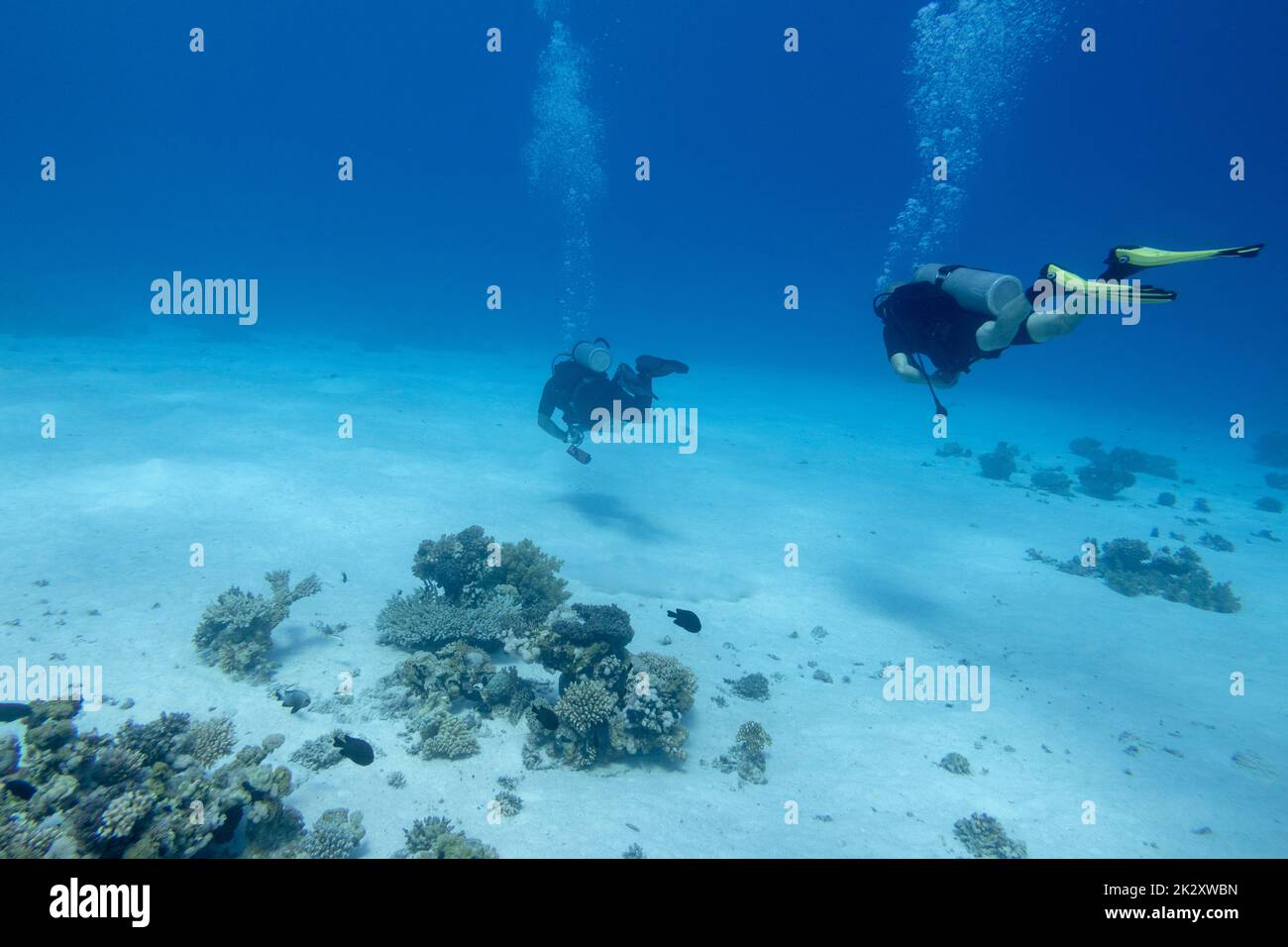 Group of scuba divers above  coral reef at the bottom of tropical sea, underwater landscape Stock Photo