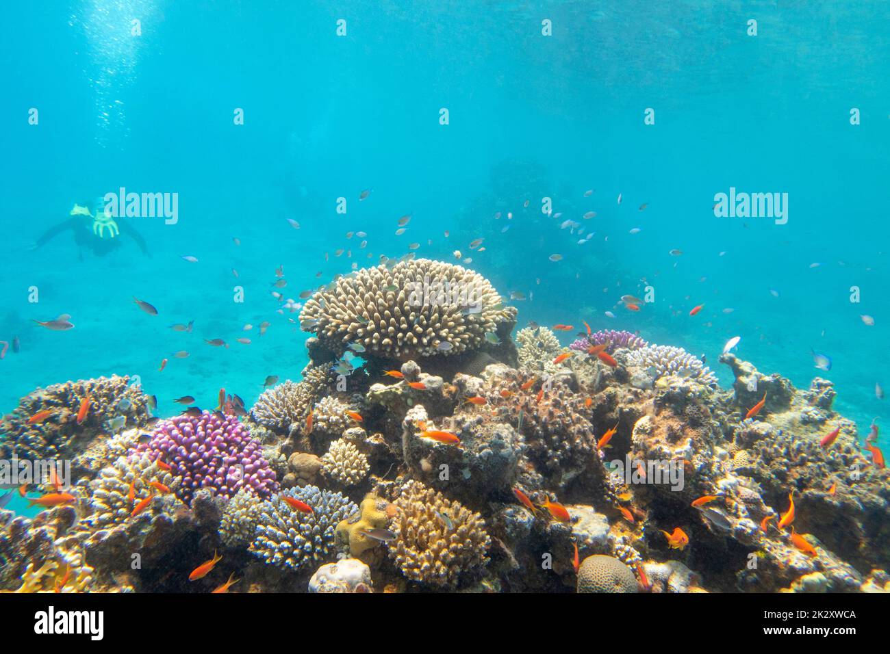 Colorful, picturesque coral reef at the sandy bottom of tropical sea, hard corals with green chromis fishes, underwater landscape Stock Photo