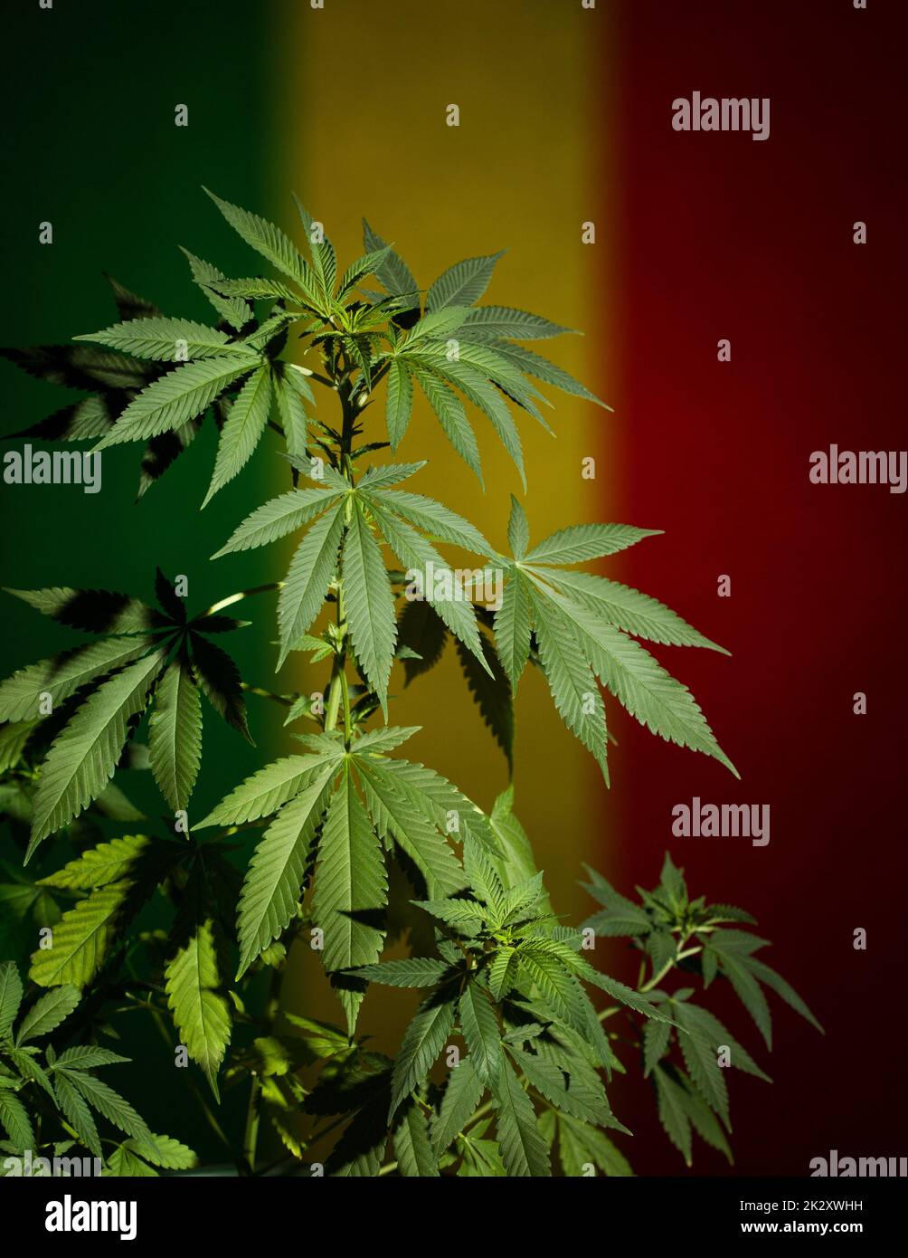 Marijuana plant on rastafarian flag background. Stock Photo