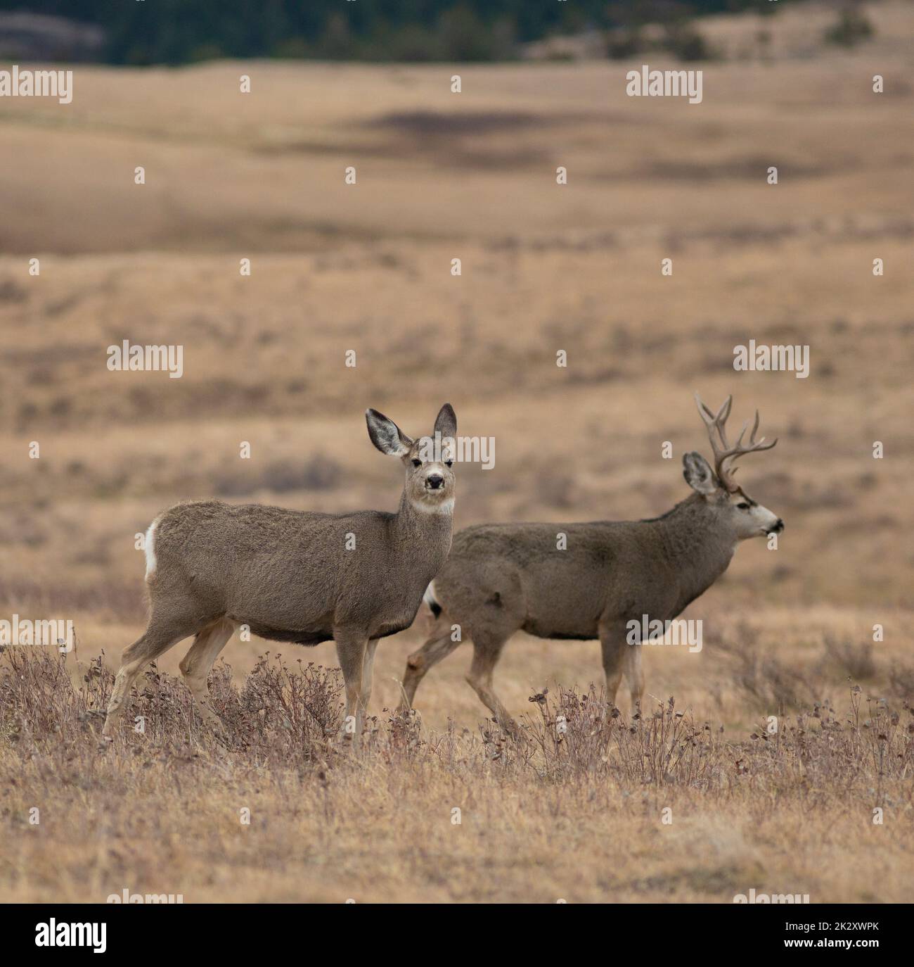 Montana mule deer doe and buck walking during the mating season Stock