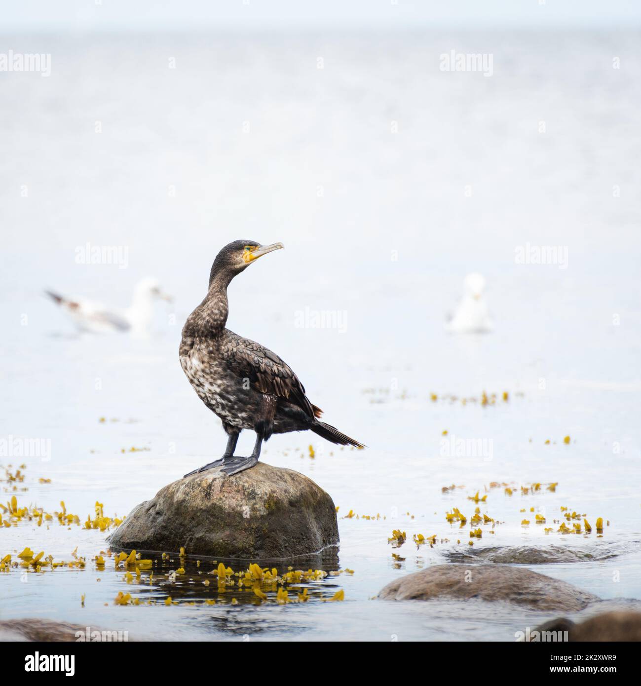 Great cormorant, Phalacrocorax carbo, standing in water on the sea shore, isolated on white background. The great cormorant, Phalacrocorax carbo, known as the great black cormorant, or the black shag. Stock Photo