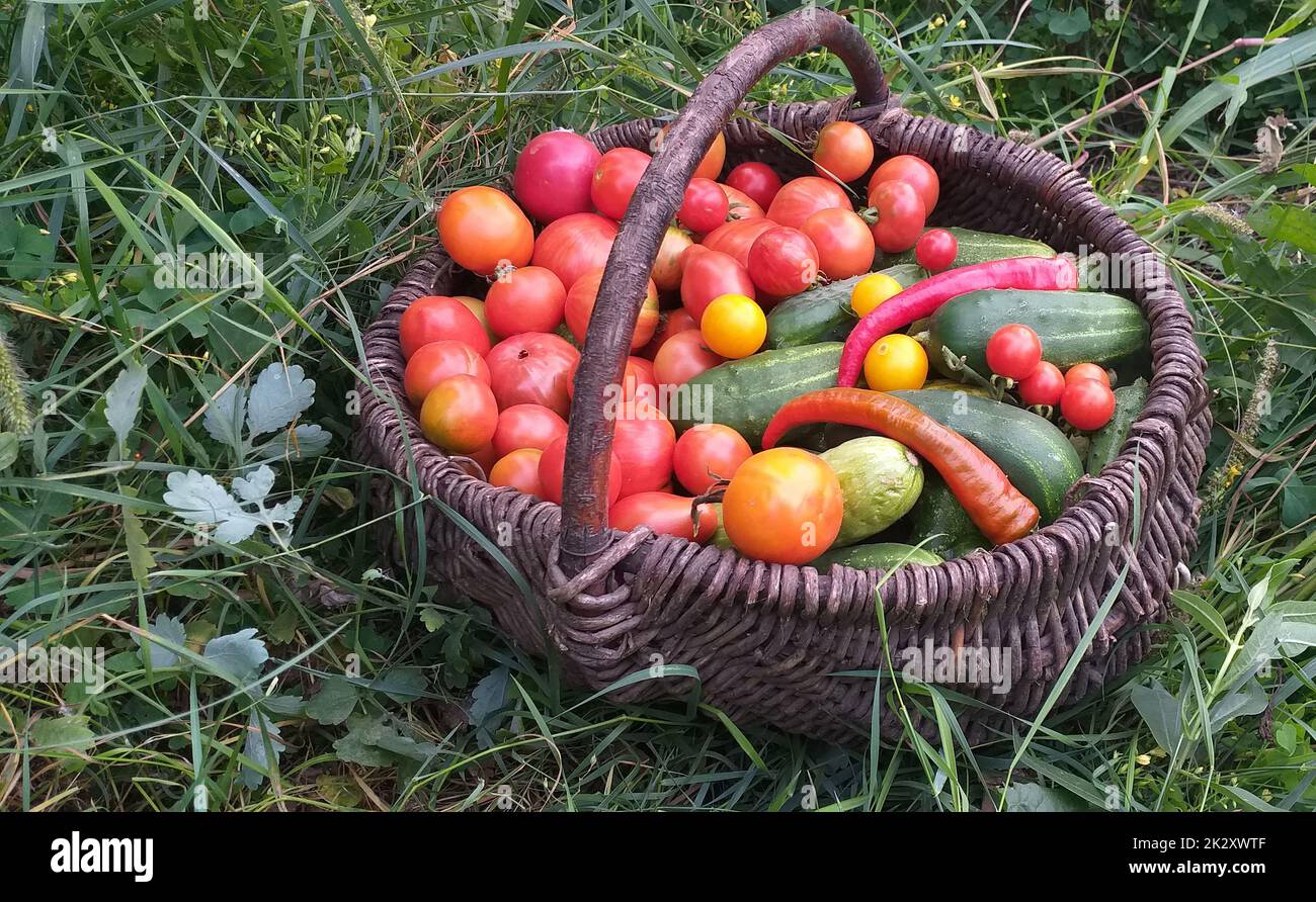 a wicker basket with a harvest of tomatoes, cucumbers, and peppers ...