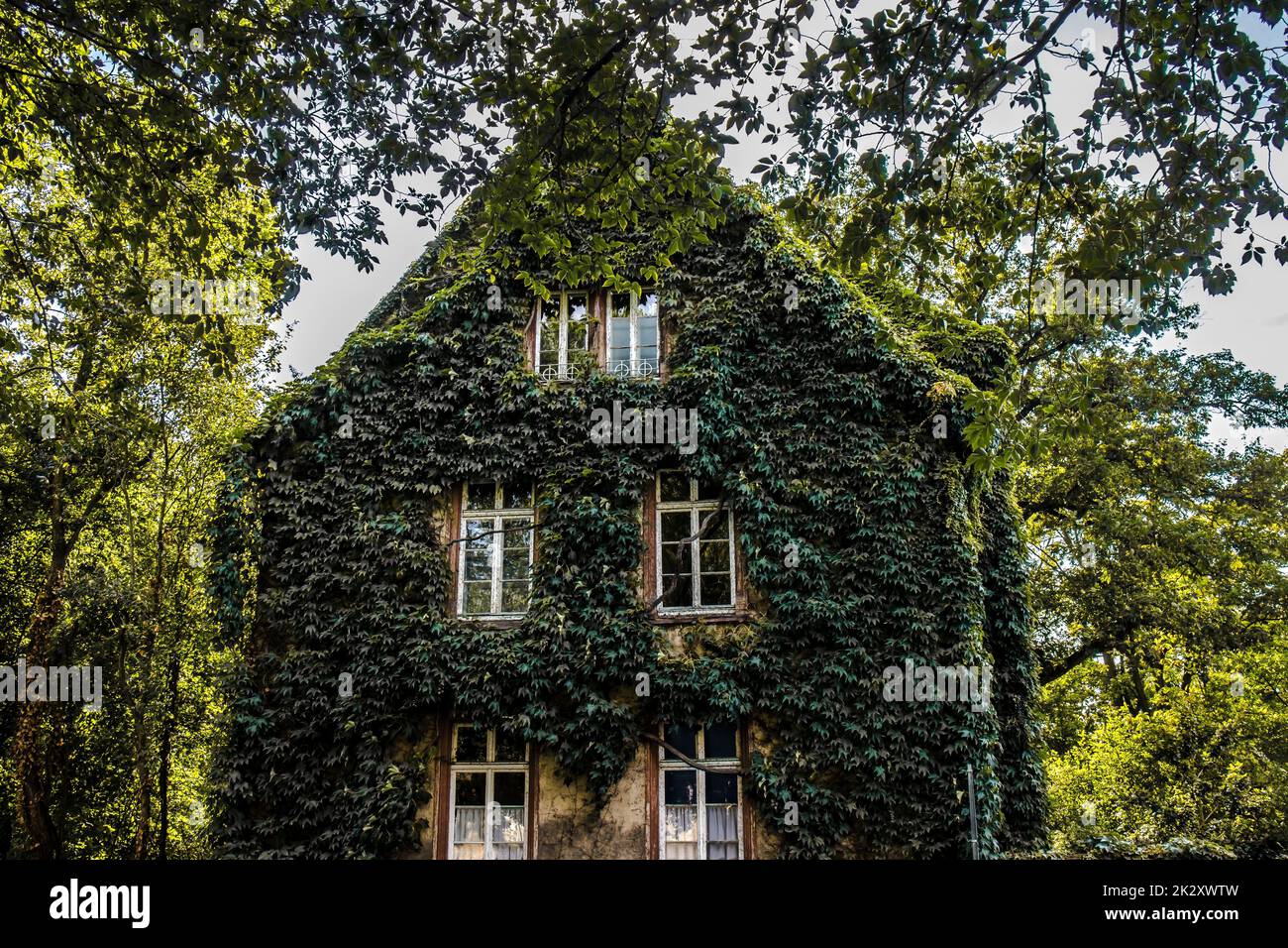 House overgrown with ivy on a facade with windows on a summer day Stock Photo