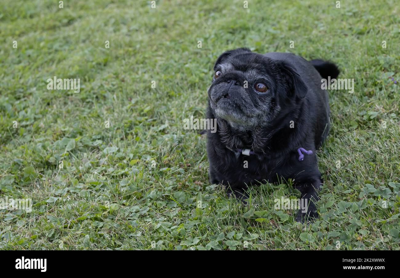 Black senior pug posing on green meadows. Stock Photo