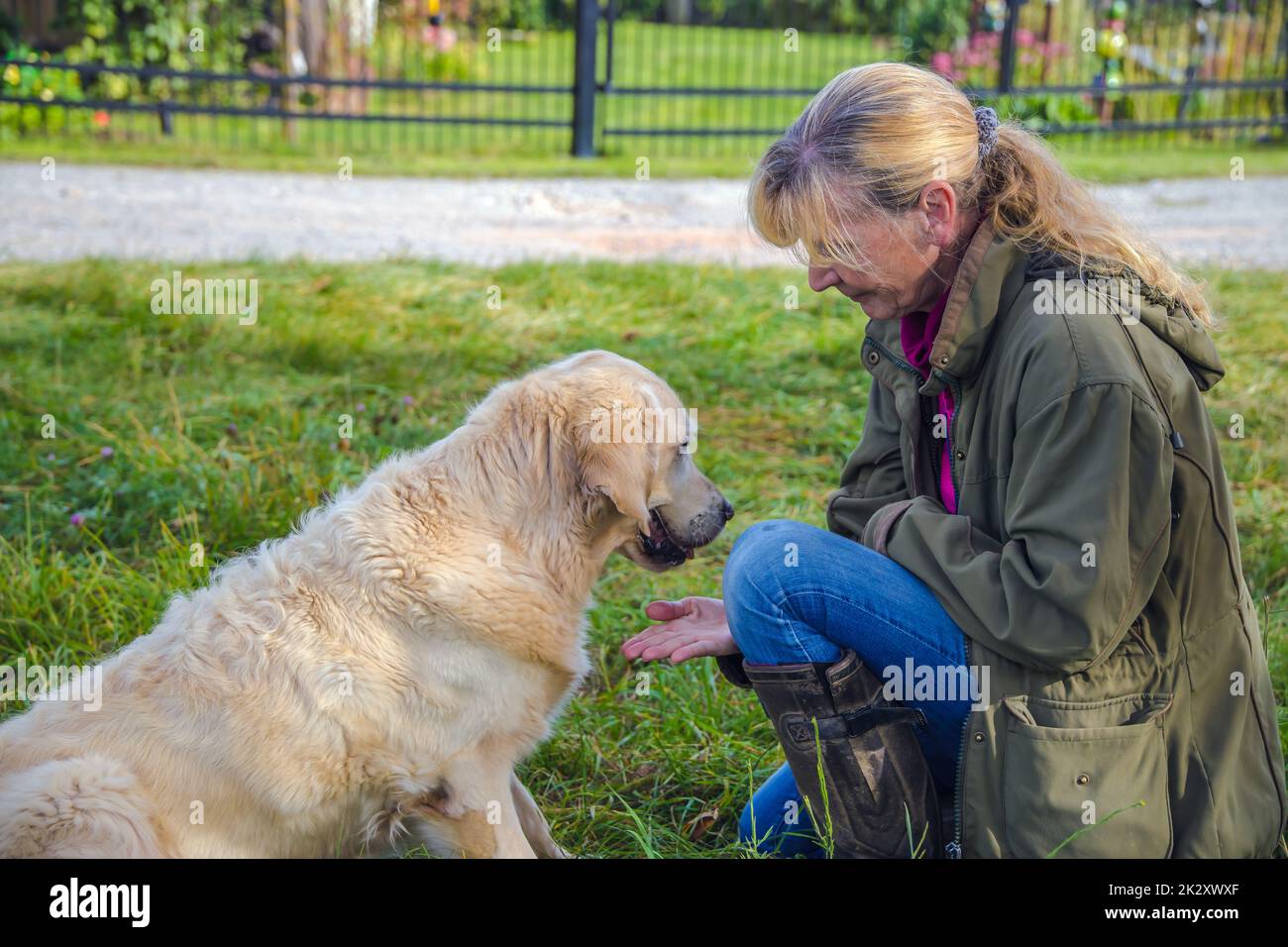 Beige senior Golden Retriever gives paw to her female owner Stock Photo