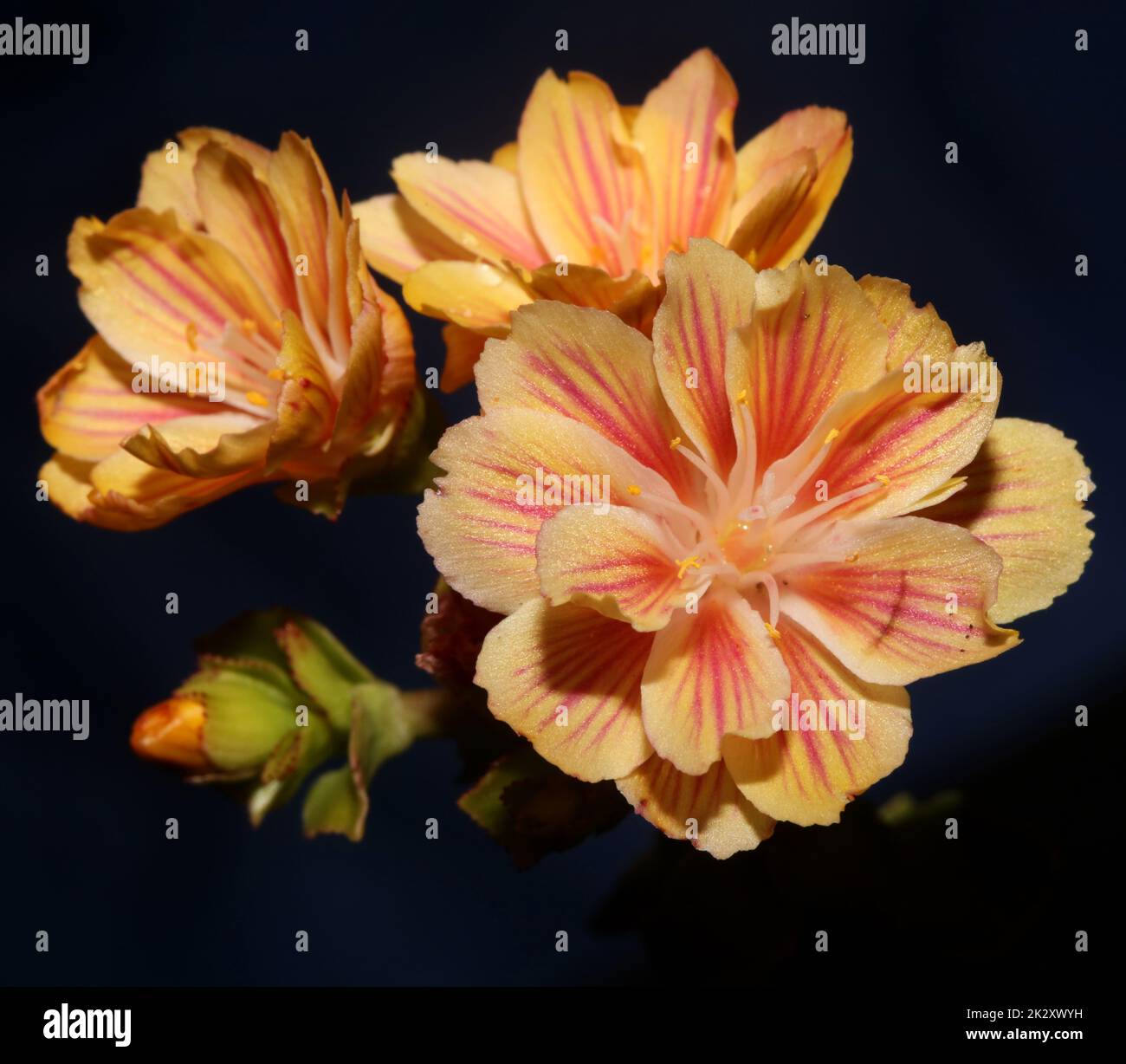 Flower blossoming close up modern botanical background lewisia cotyledon family montiaceae big size high quality print home decoration Stock Photo