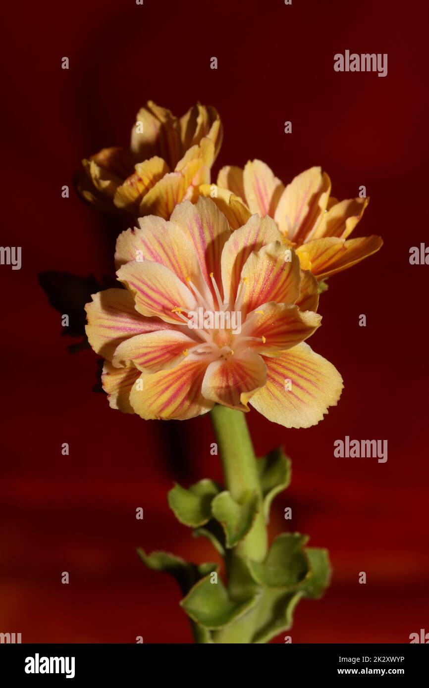 Flower blossoming close up modern botanical background lewisia cotyledon family montiaceae big size high quality print home decoration Stock Photo