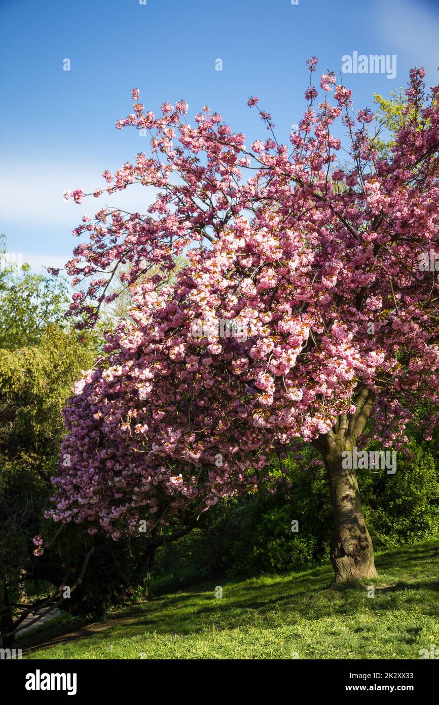 Japanese cherry blossom in spring Stock Photo