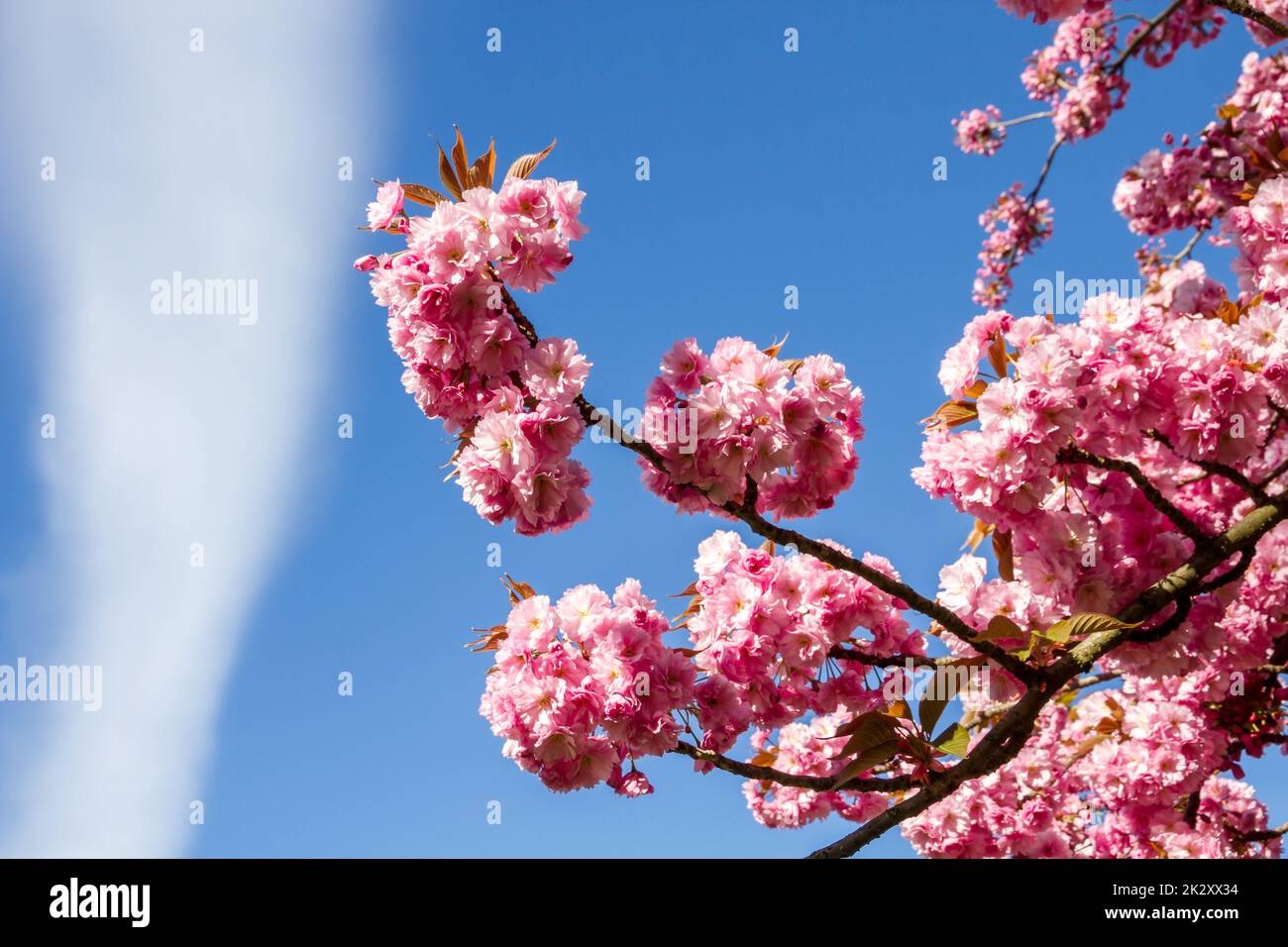 Japanese cherry blossom branch in spring Stock Photo