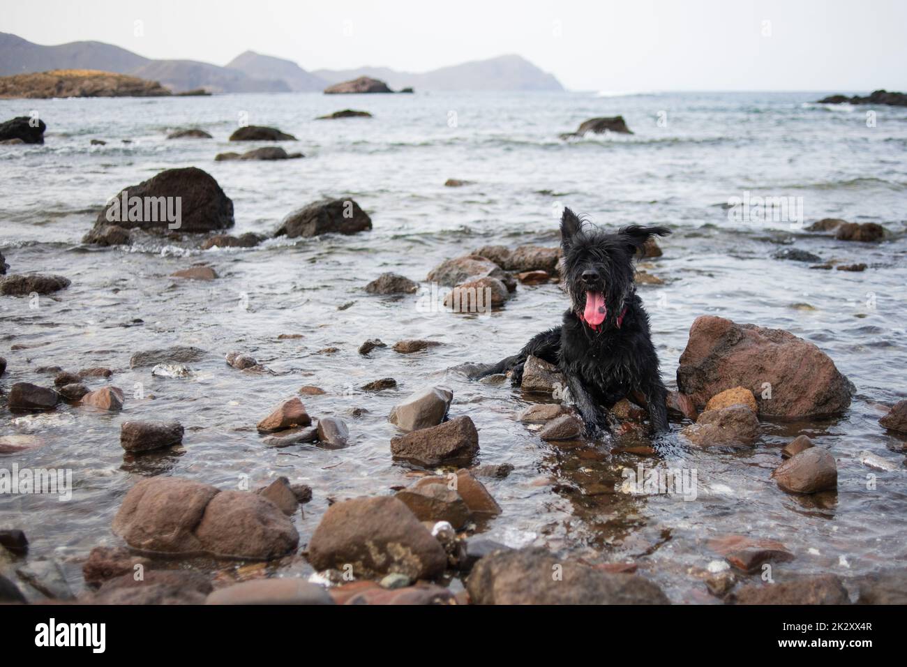 Giant Schnauzer puppy bathing in the sea, Cabo de Gata, Spain Stock