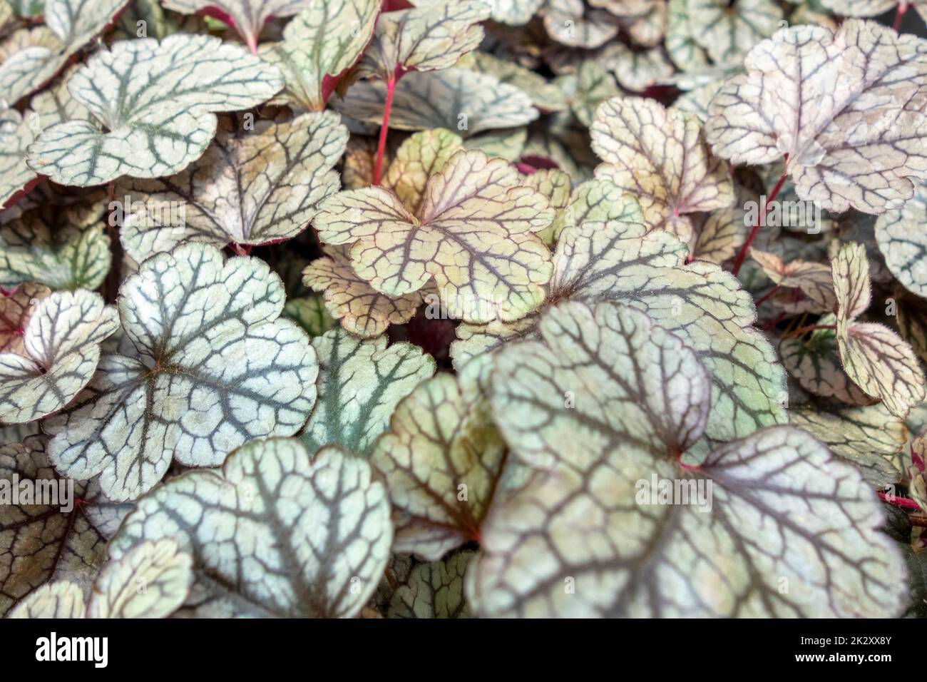 Bicolor alumroot leaves Stock Photo
