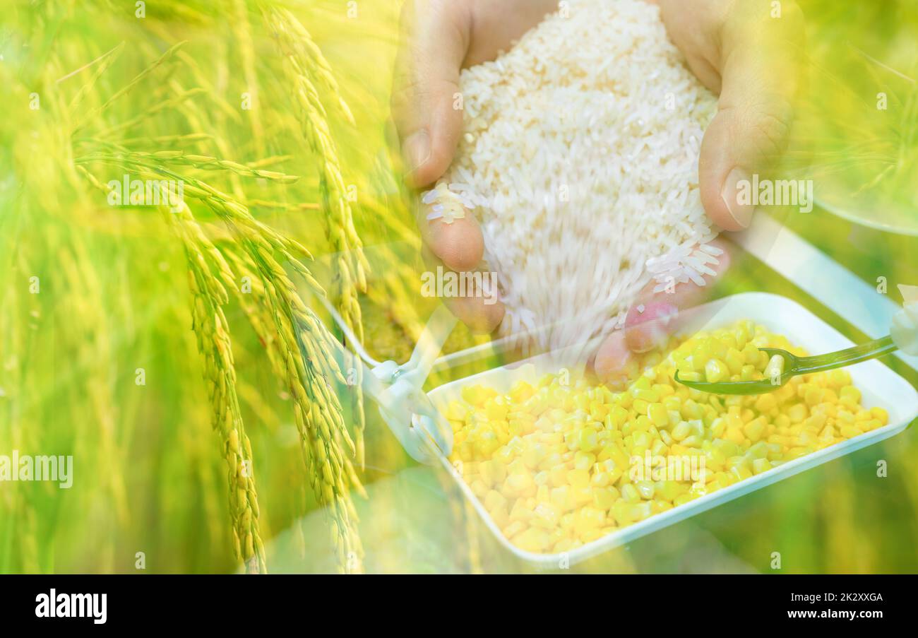 Hand holding rice, paddy field, and black spoon scoop yellow sweet corn from white bowl. Global food crisis concept. Organic food. Food import and export business. Corn and rice market background. Stock Photo