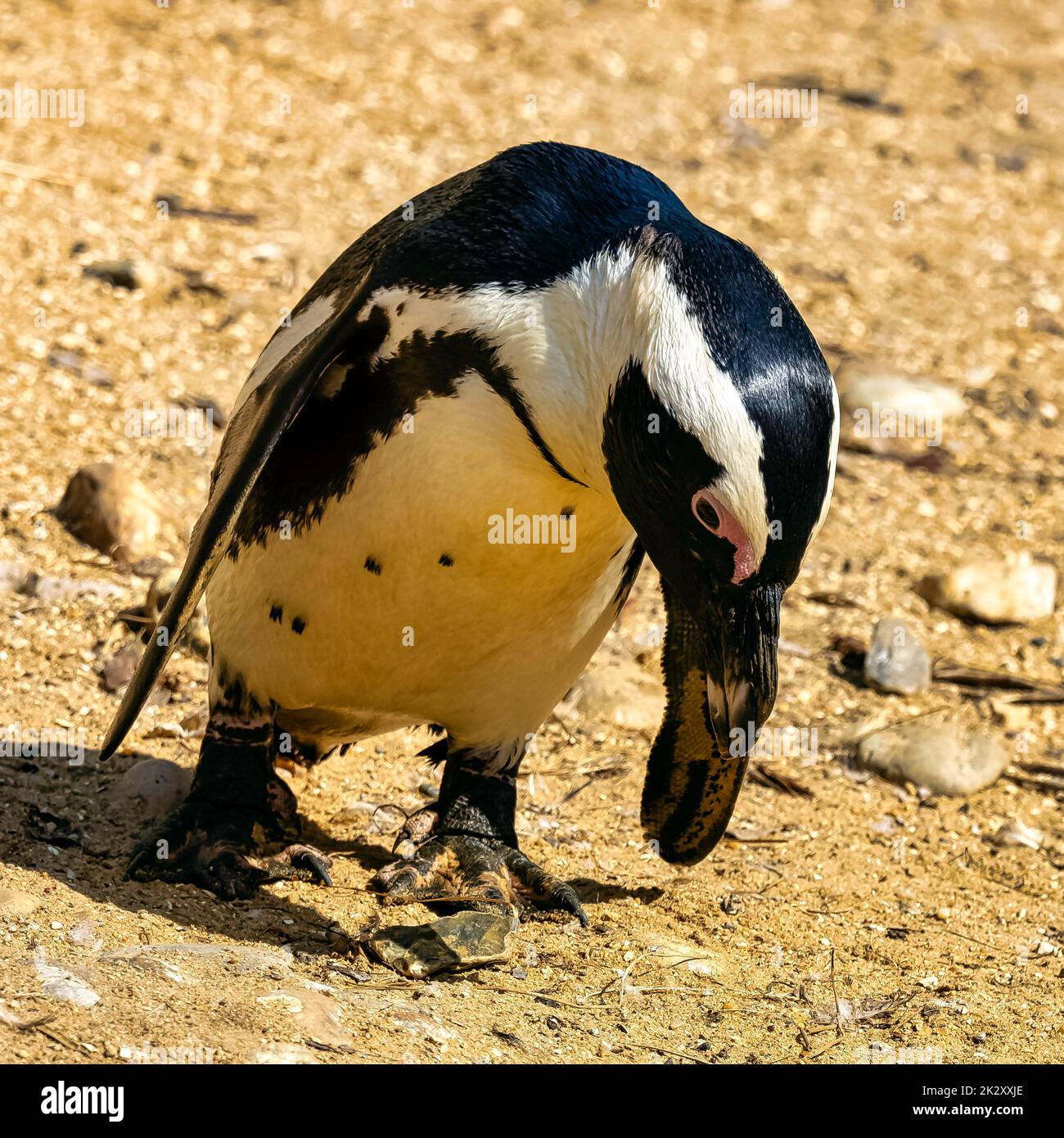 Humboldt penguin (Spheniscus humboldti Stock Photo - Alamy