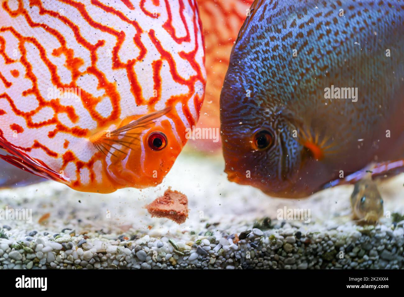 Fish mark hi-res stock photography and images - Page 16 - Alamy