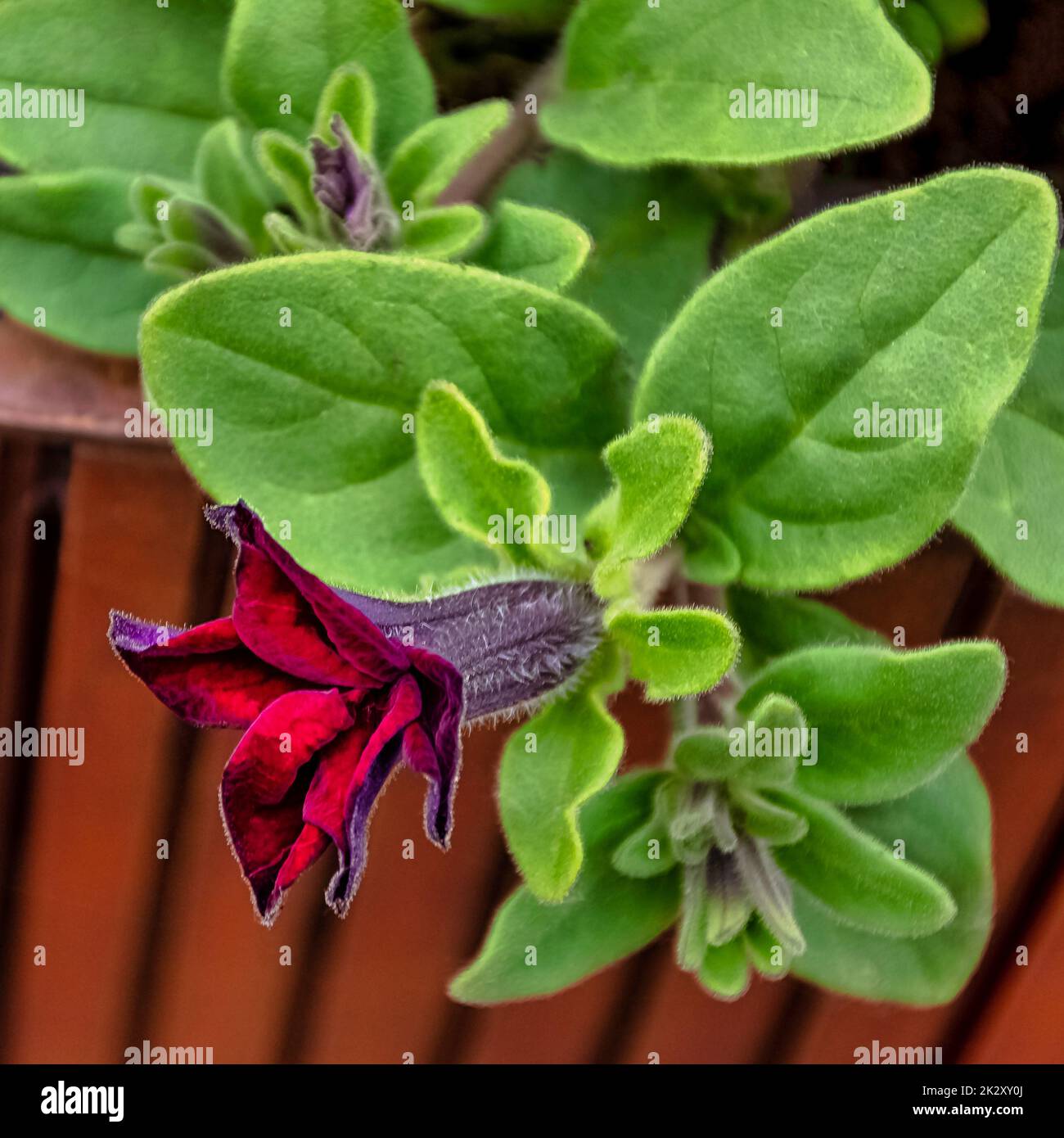 Supertunia hi-res stock photography and images - Alamy