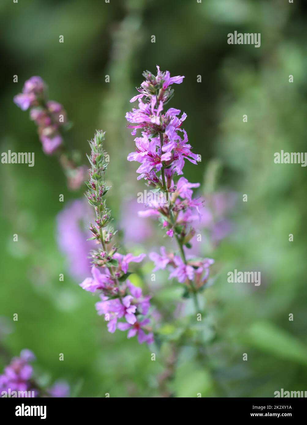 The pink flowers of a common blood loosestrife. Stock Photo