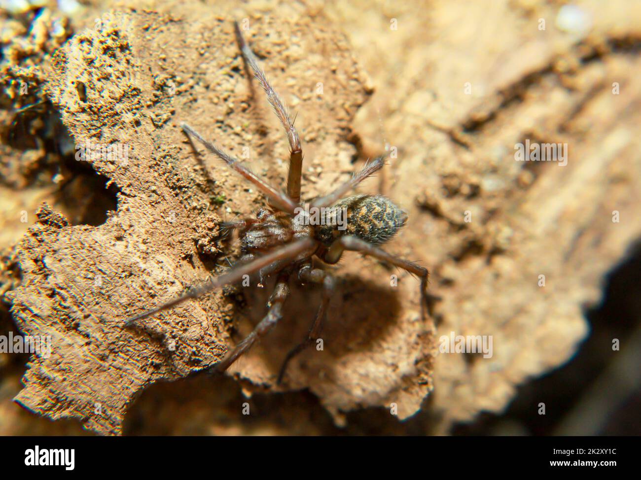 A close-up of a large angle spider. It belongs to the funnel-web spiders (Agelenidae). Stock Photo