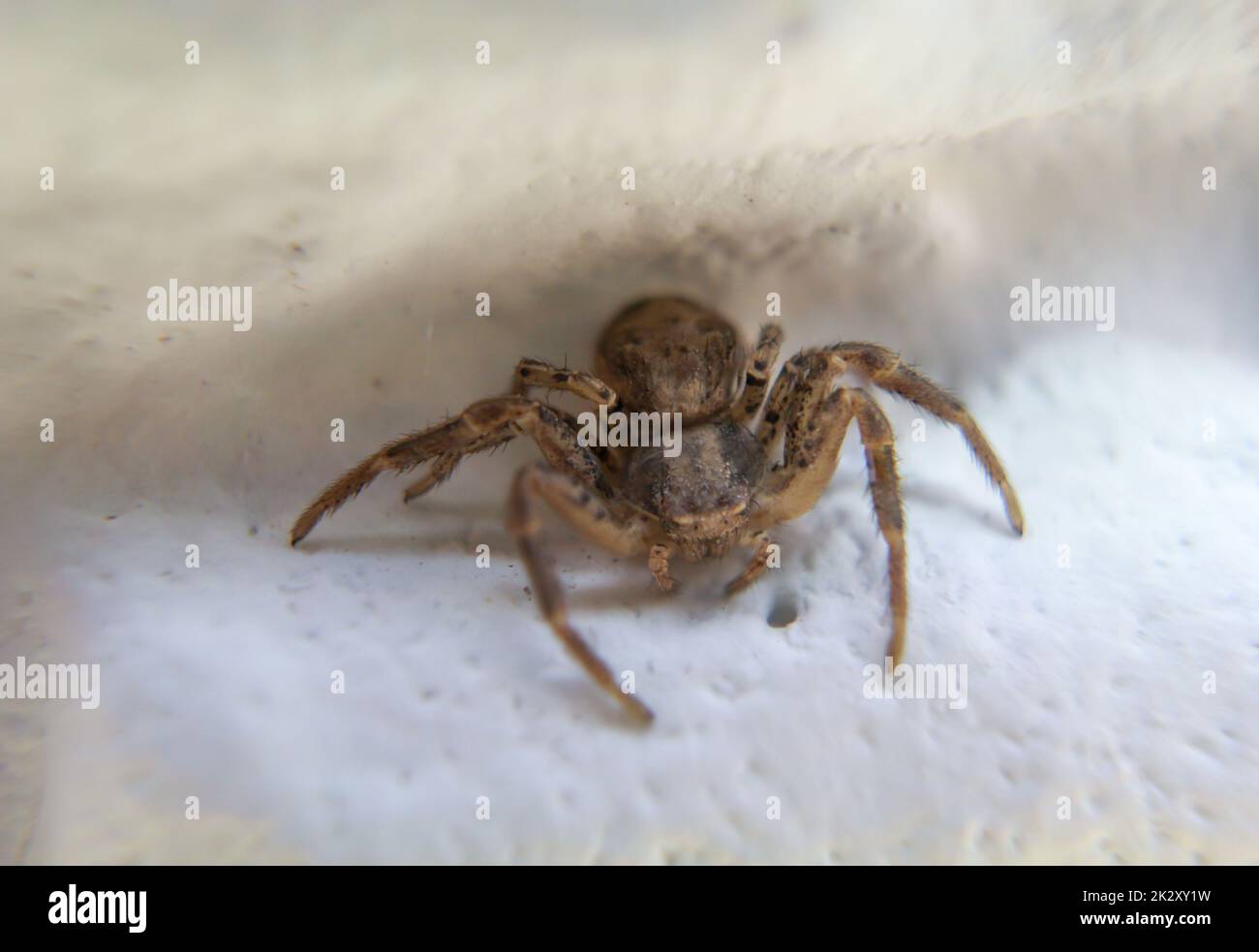 Close up of a brown crab spider or bush crab spider on a wall Stock