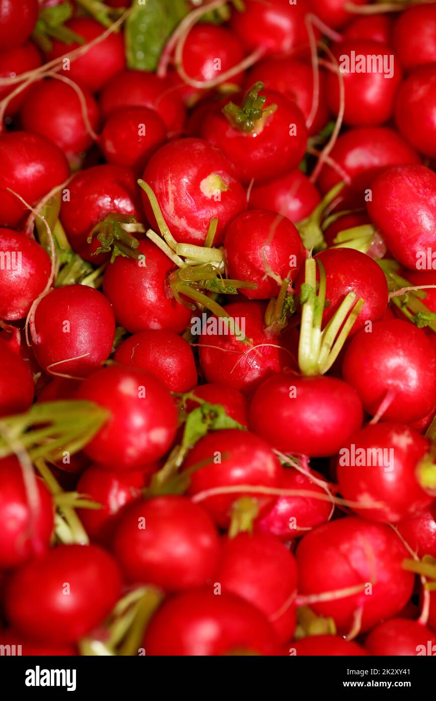 Radishes close up background modern high quality prints Raphanus sativus family brassicaceae Stock Photo