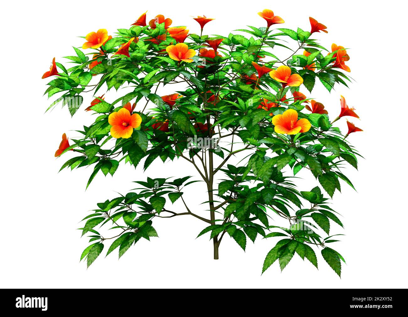 3D Rendering Hibiscus Plant on White Stock Photo Alamy