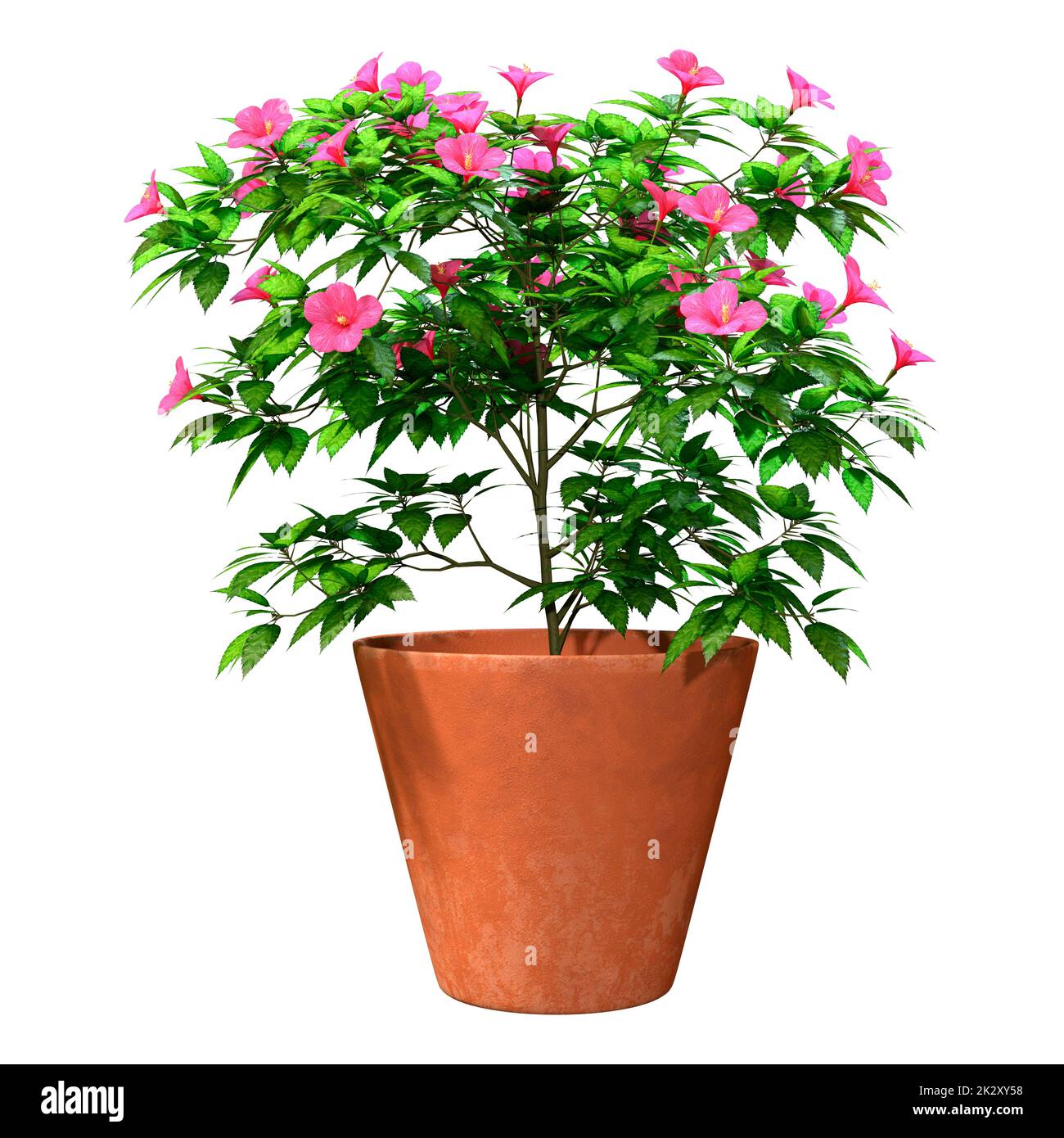 3D Rendering Hibiscus Plant on White Stock Photo Alamy