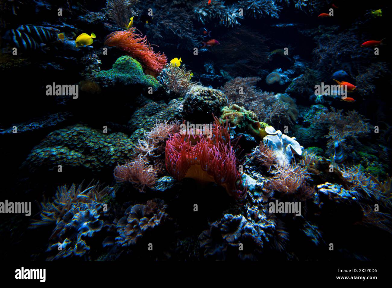 Underwater sea world. Colorful tropical fish. Life in the coral reef. Ecosystem. Stock Photo