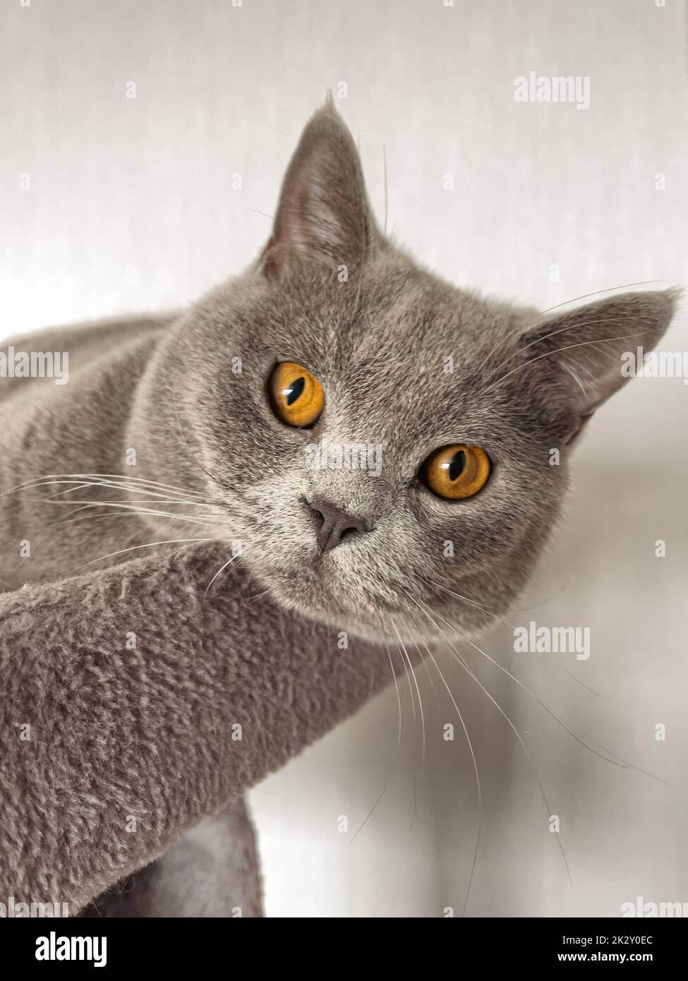 British Shorthair cat lying on table Stock Photo