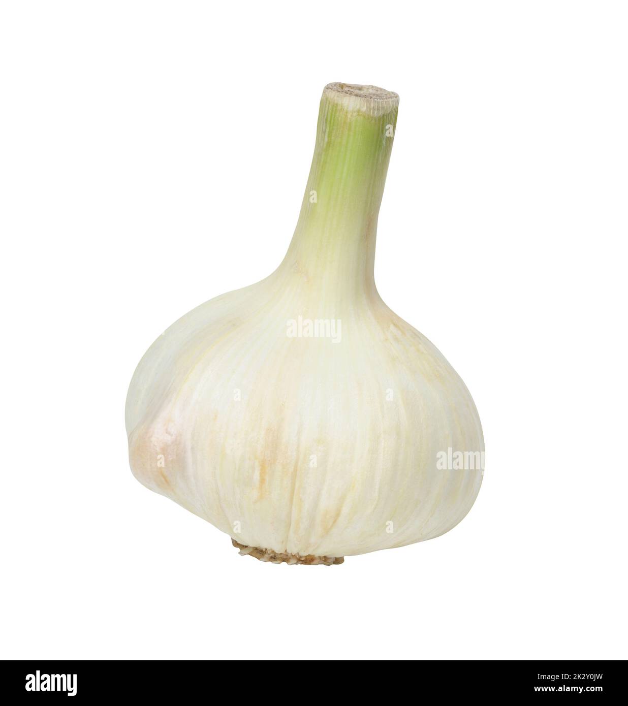 White fresh garlic head isolated on a white background Stock Photo Alamy