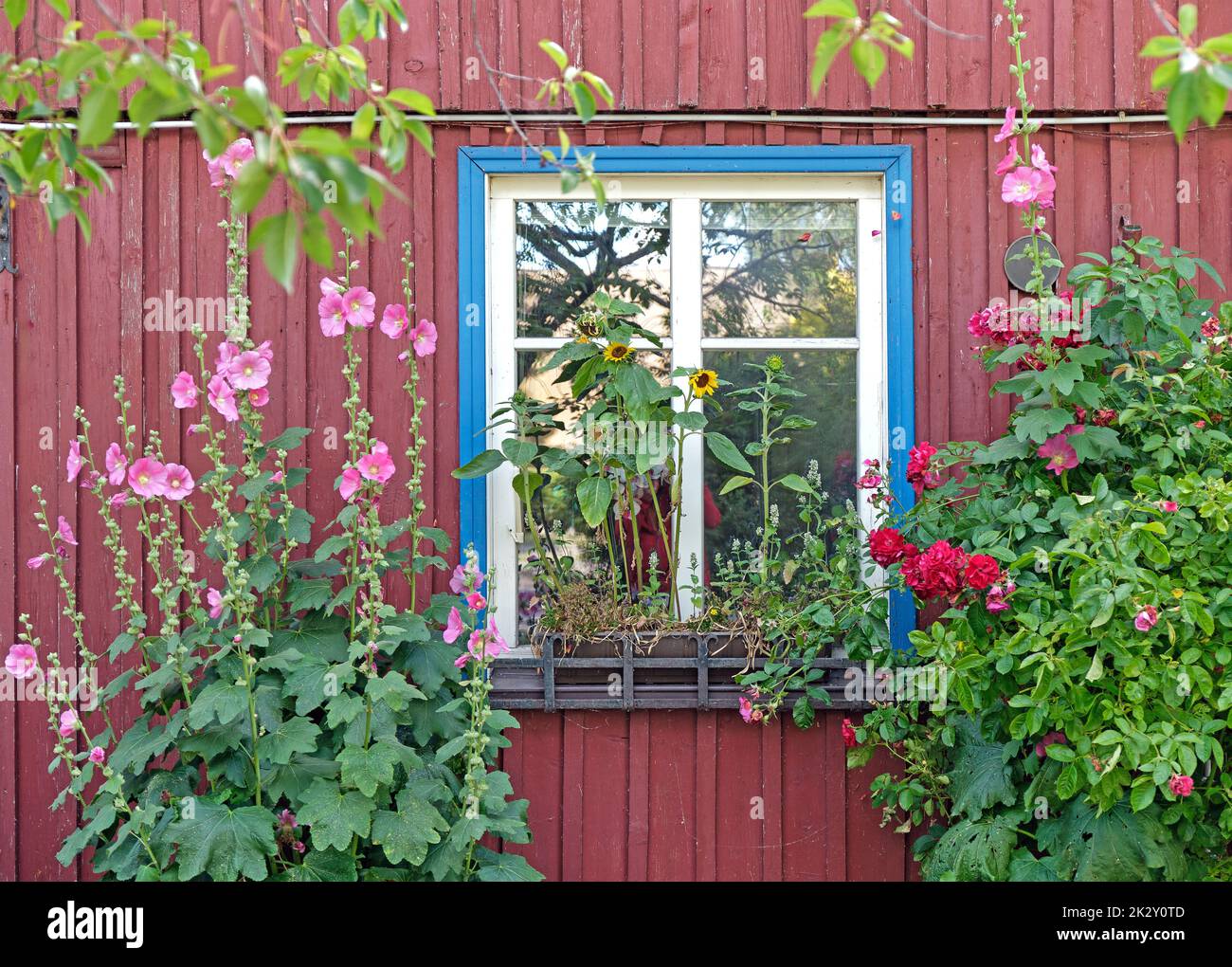Old wooden window overgrown with blooming flowers and plants Stock Photo