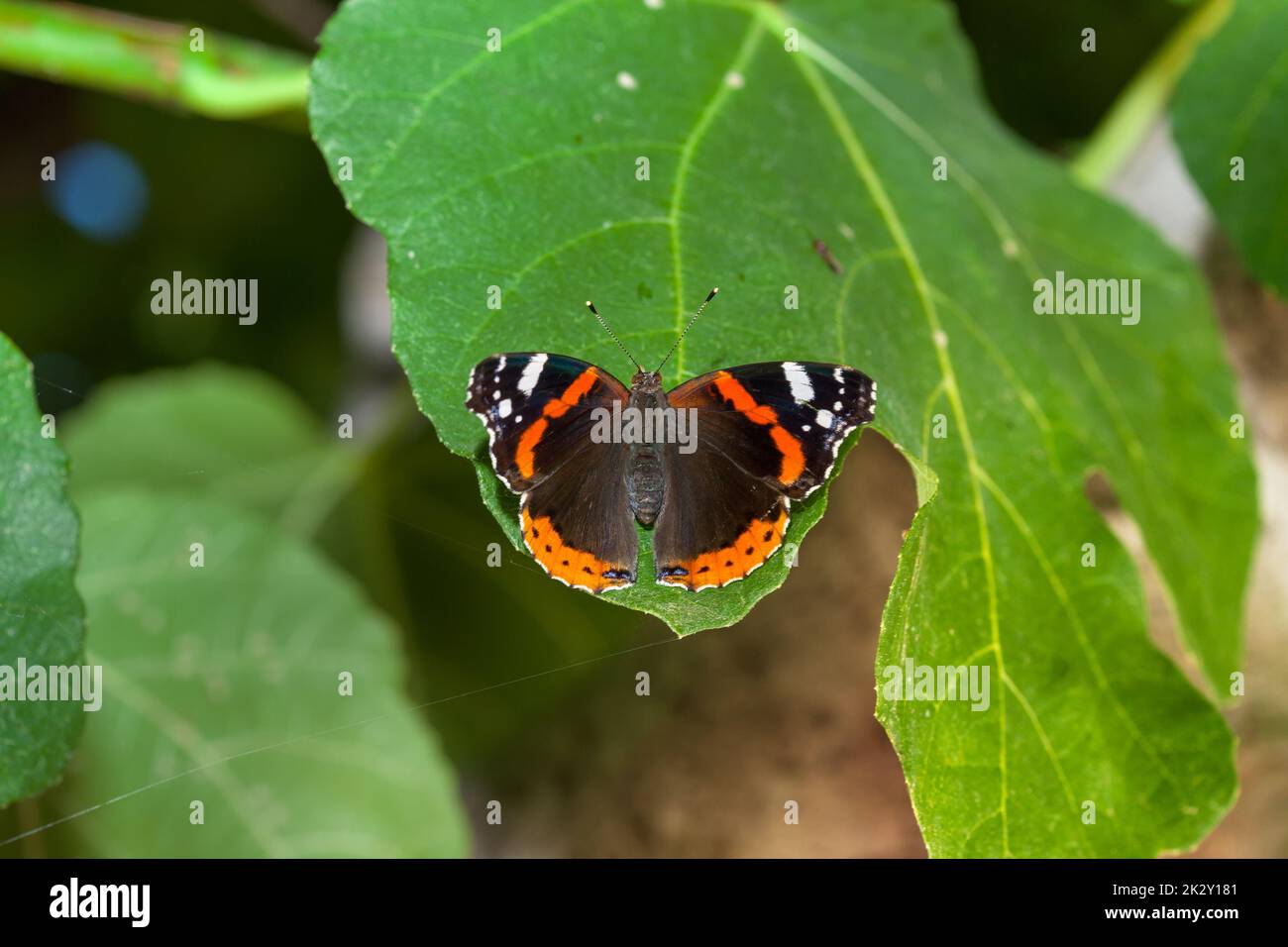 Admiral butterfly sitting on the green leaf Stock Photo
