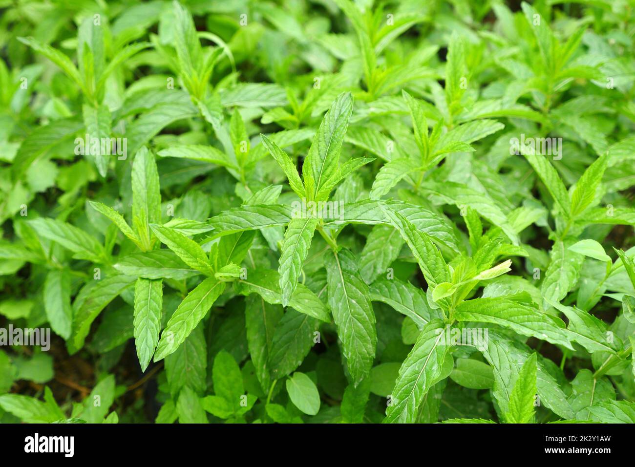 Edible Parts Of Mint Plant