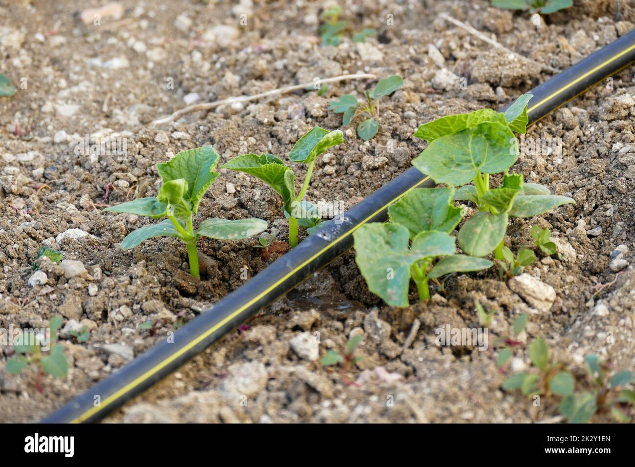 natural cucumber plant in the garden, new cucumber sprouts, watering