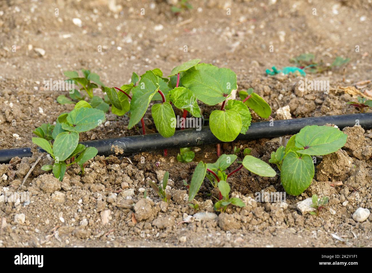 okra plant in the garden, new okra sprouts, irrigation of plants with
