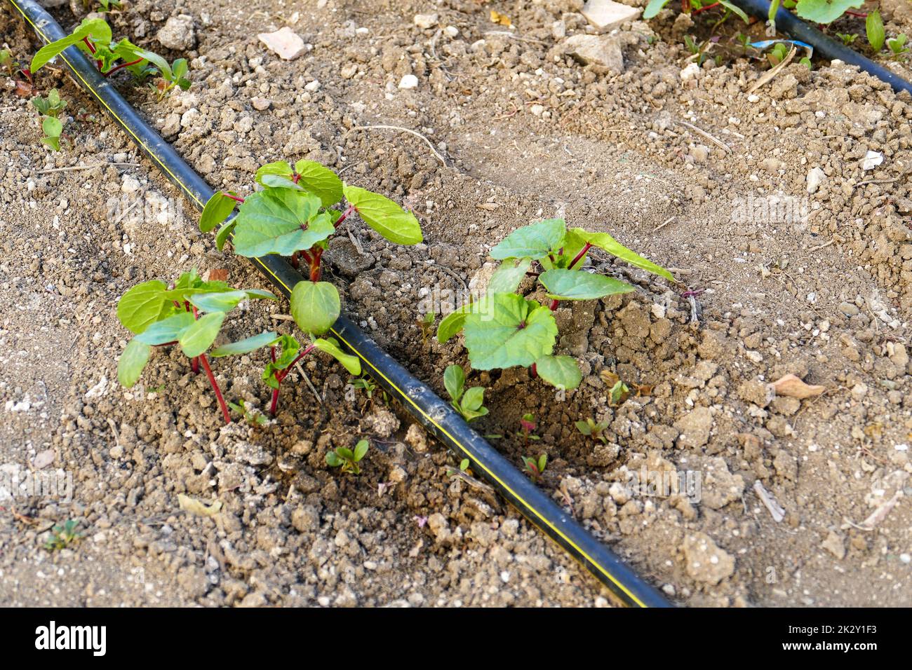 okra plant in the garden, new okra sprouts, irrigation of plants with