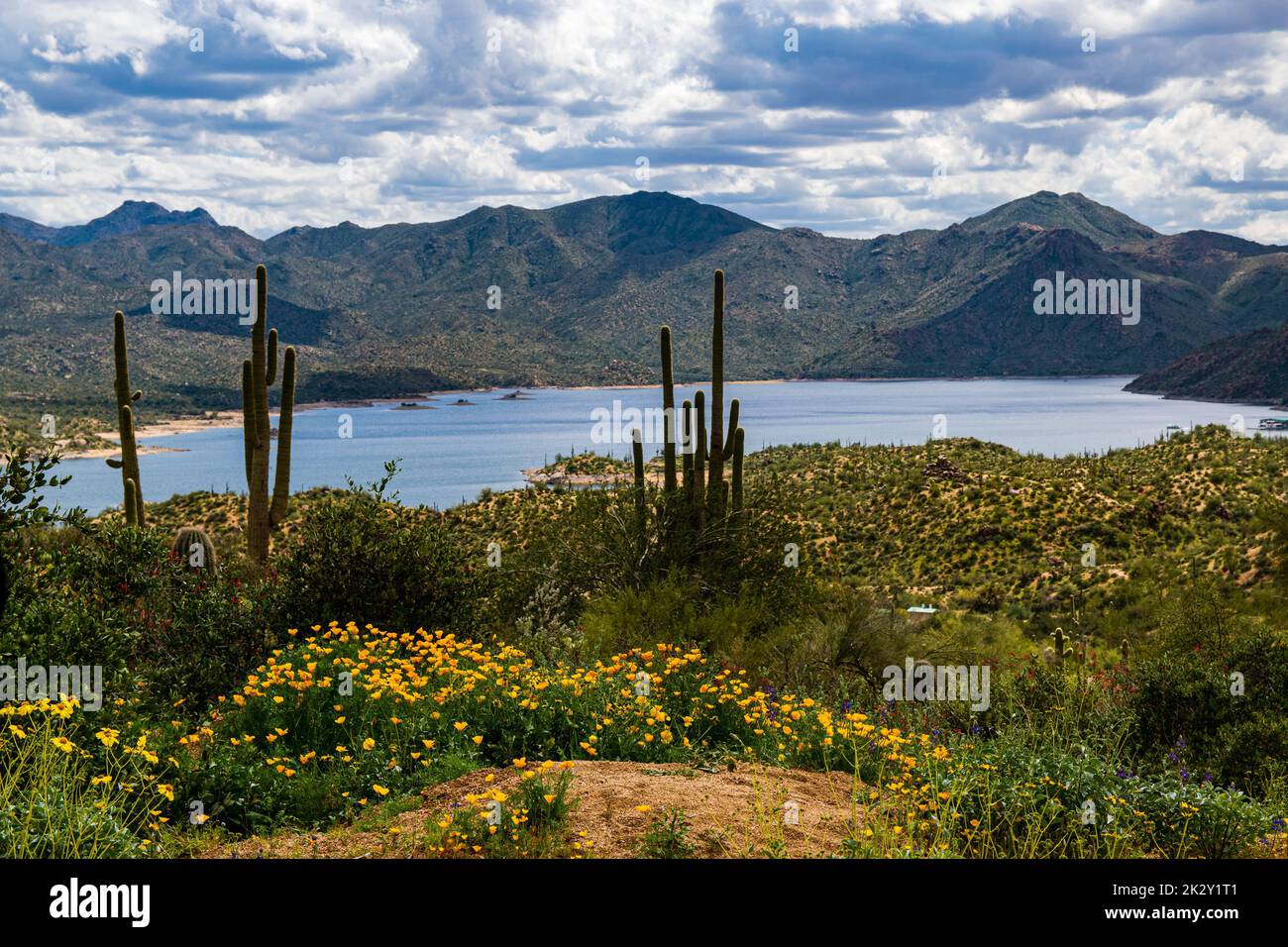 The Sonoran Desert with big cacti wildflowers hills and a lake in the background under cloudy sky Stock Photo