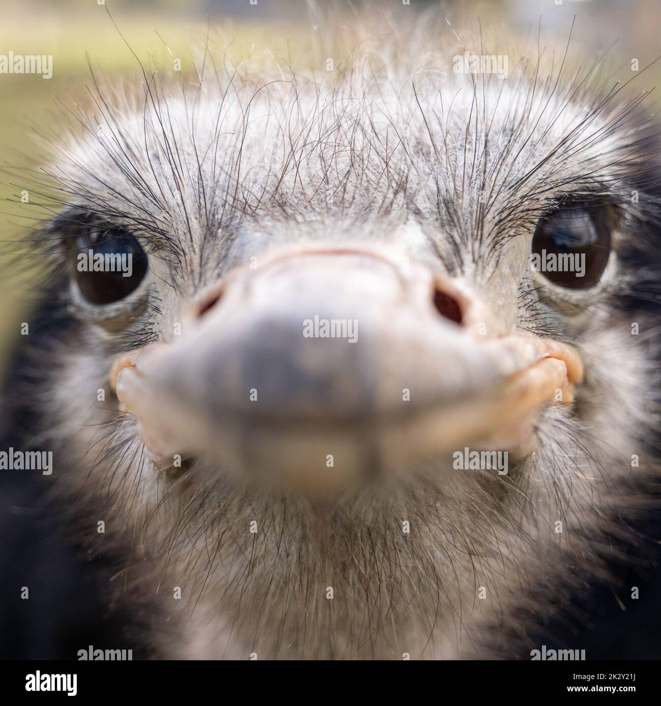 Bird funny hair hi-res stock photography and images - Alamy Bird funny hair hi-res stock photography and images - Alamy
