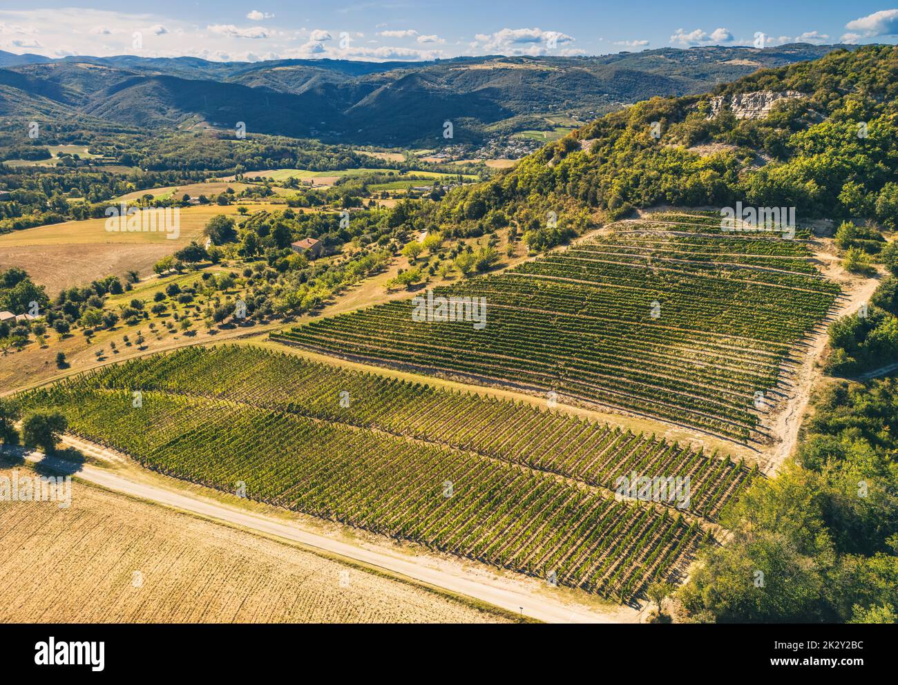 Panoramic aerial photo of the ripening grape fields during the summer season. White grape intended for wine. A few weeks before harvest. Grape fields Stock Photo