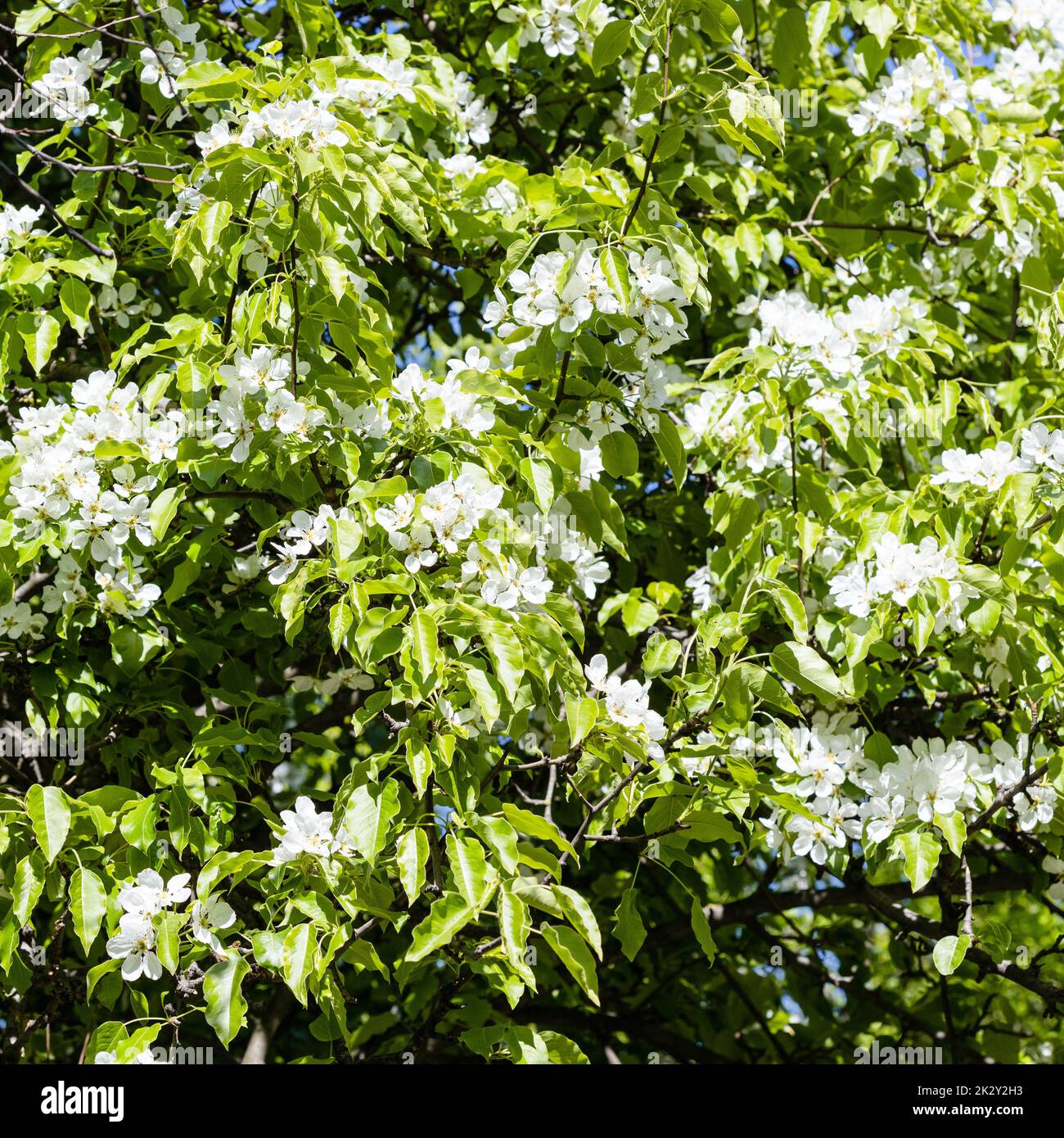 green leaves and white blossoms of pear tree Stock Photo