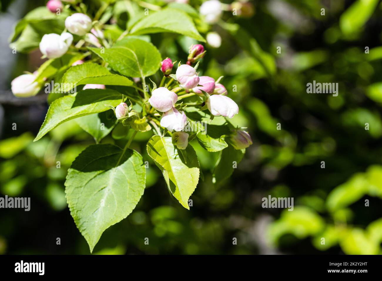 pink buds on twig of tree and dark green foliage Stock Photo