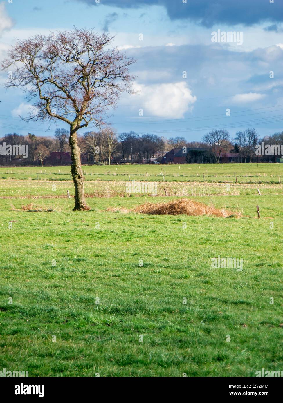 Single tree with starlings near Stock Photo