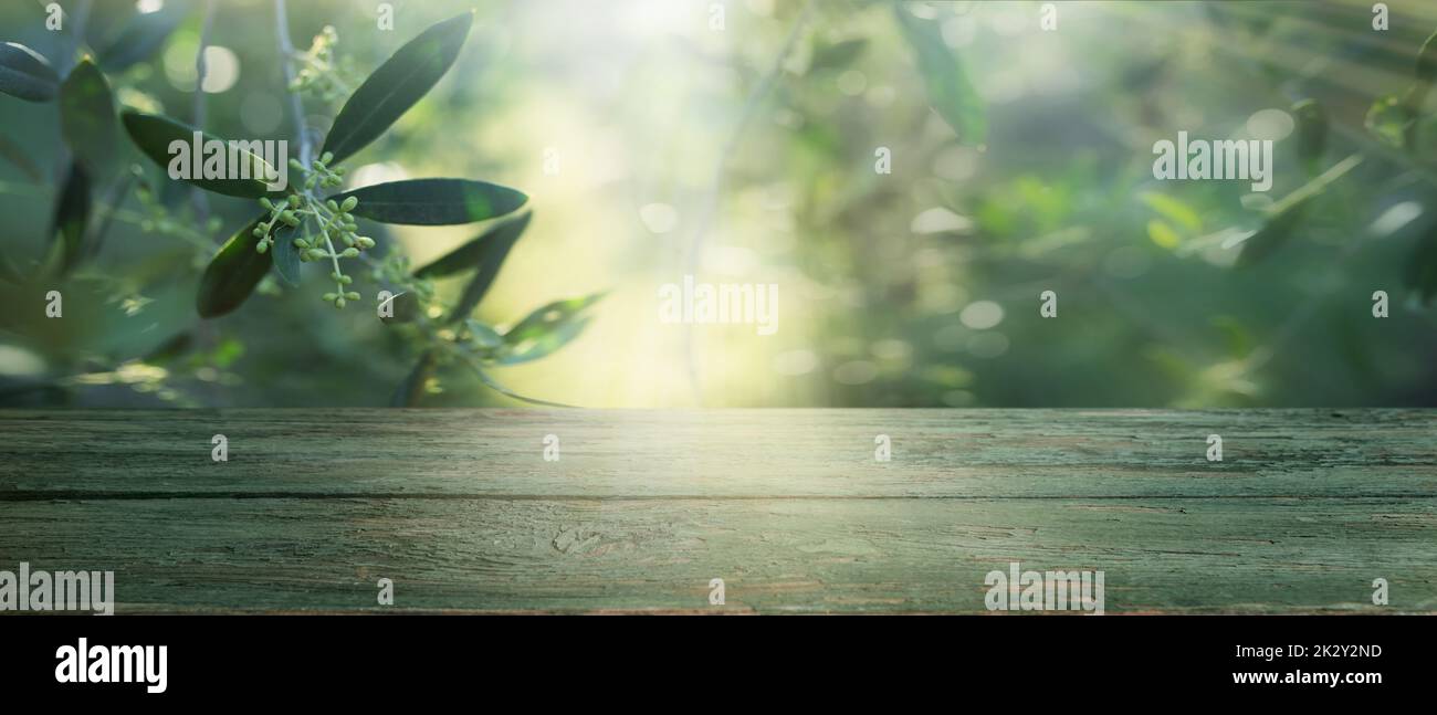 Table with blooming olive branches Stock Photo