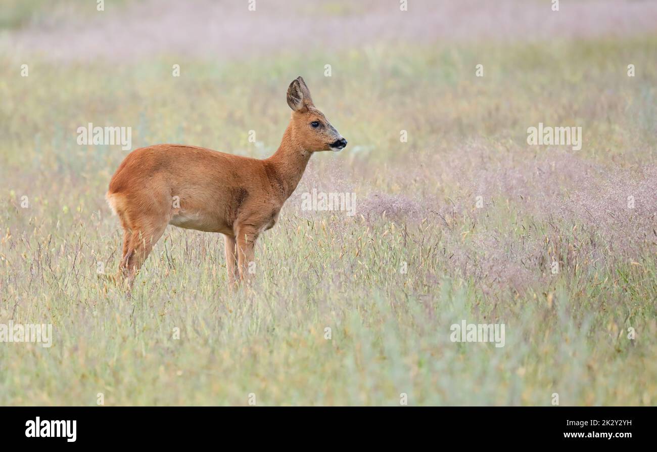 Roe deer, capreolus capreolus, fawn looking sideways on ameadow Stock Photo