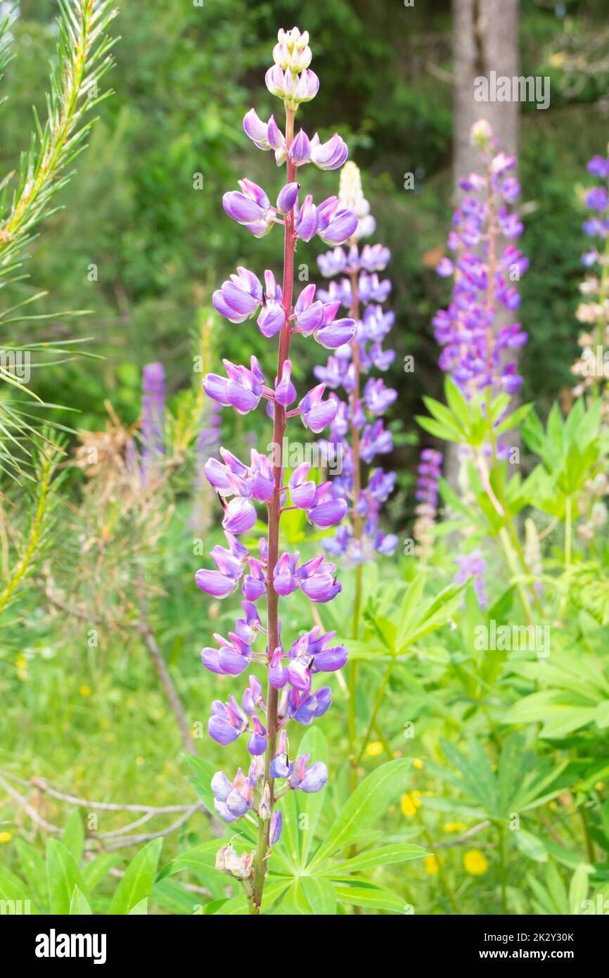 Fresh purple lupine close up blooming in summer Stock Photo