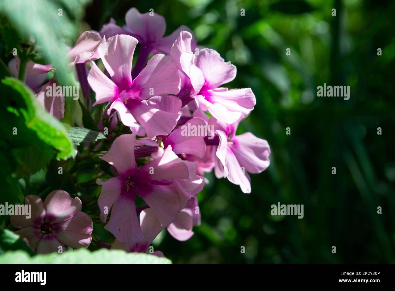 Blooming pink or violet phlox flower macro on a summer sunny day. Purple phloxes flowers close up photo in the summer garden. A flowering plant in sunlight with pink petals floral background. Stock Photo