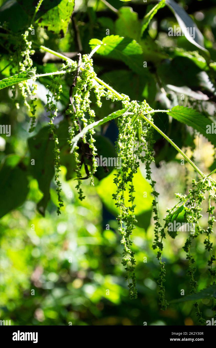 Grande Ortie, Urtica Dioica, Urticaceae
