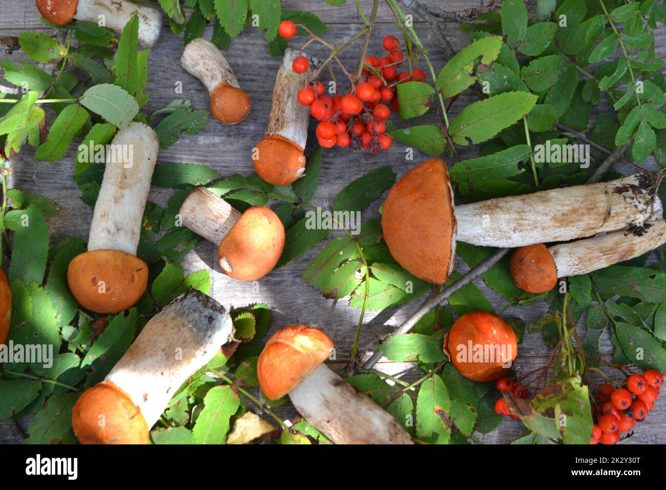 Fresh wild orange cap boletus mushrooms on a wooden table top view. Stock Photo