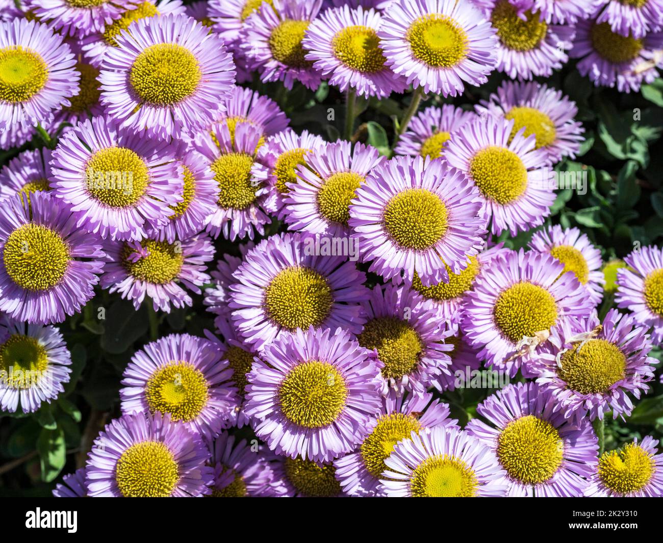 Olympic Mountain fleabane flowers, Erigeron flettii, from above Stock Photo